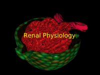 Renal Phsyiology.ppt